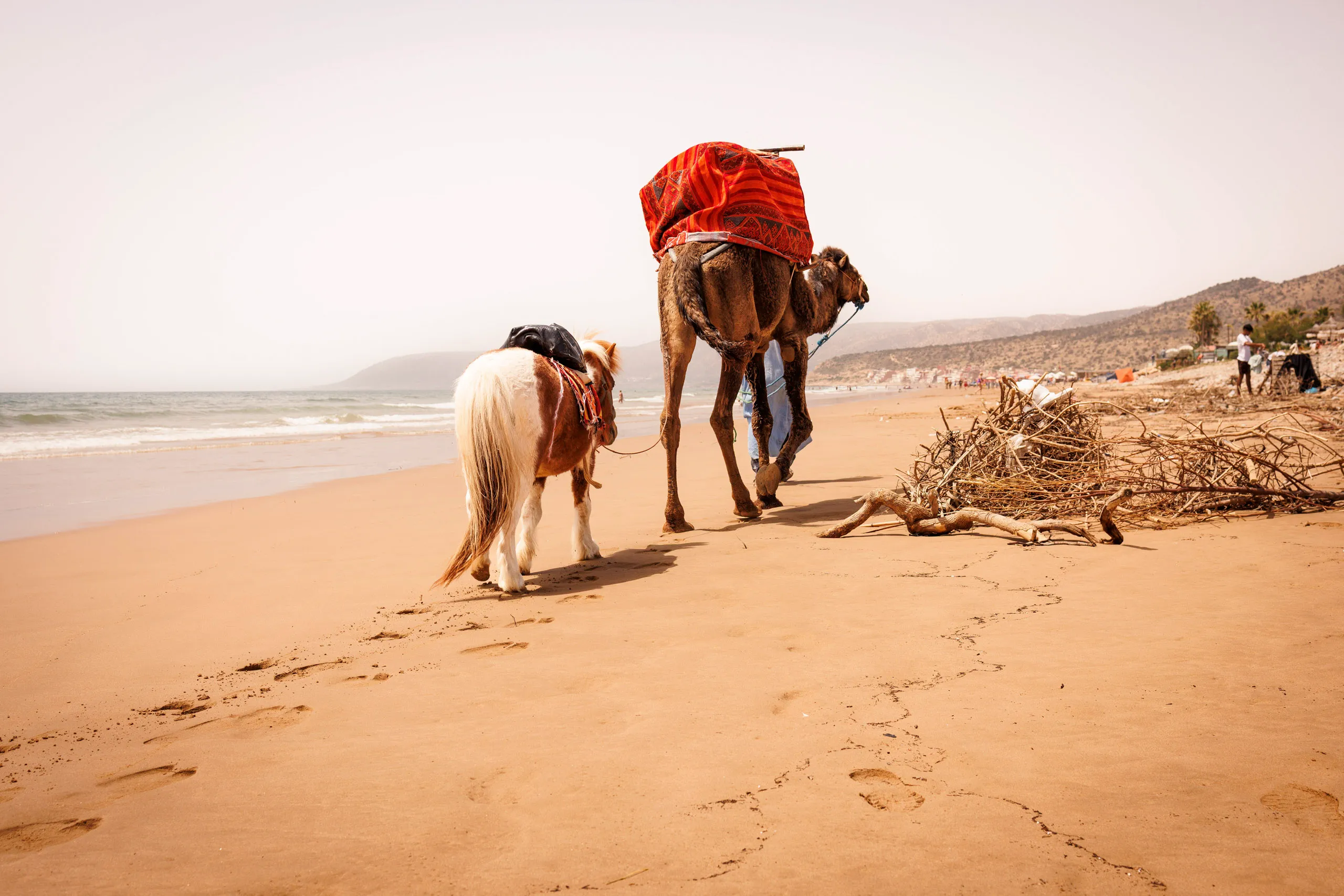 Ein Foto mit Meer und Strand, auf dem ein Dromedar und ein Pony mit einer Person entlang gehen. Die Gruppe ist von hintern zu sehen. Rechts am Strand liegen Äste und Menschen unscharf im Hintergrund.